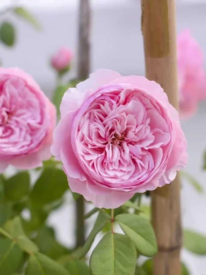 Троянда англійська Сarey