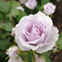 ЕВЕРЛАСТІНГ ЛАВАНДЕР( Everlasting Lavander) сучасний великоквітковий спрей