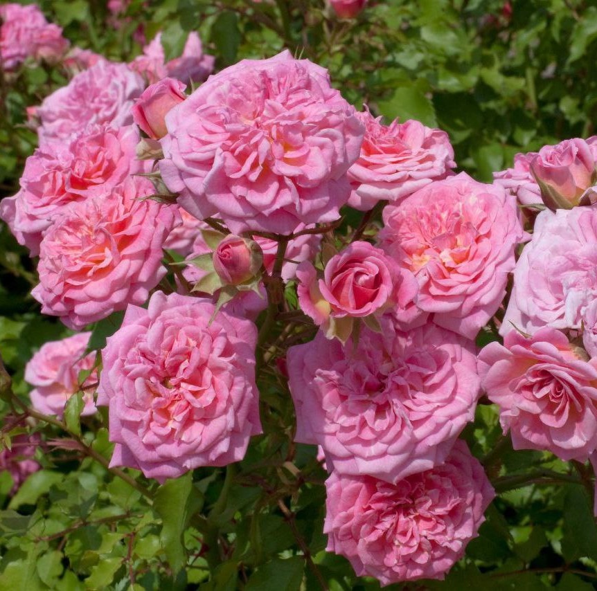 Світ Дріфт (Sweet Drift)