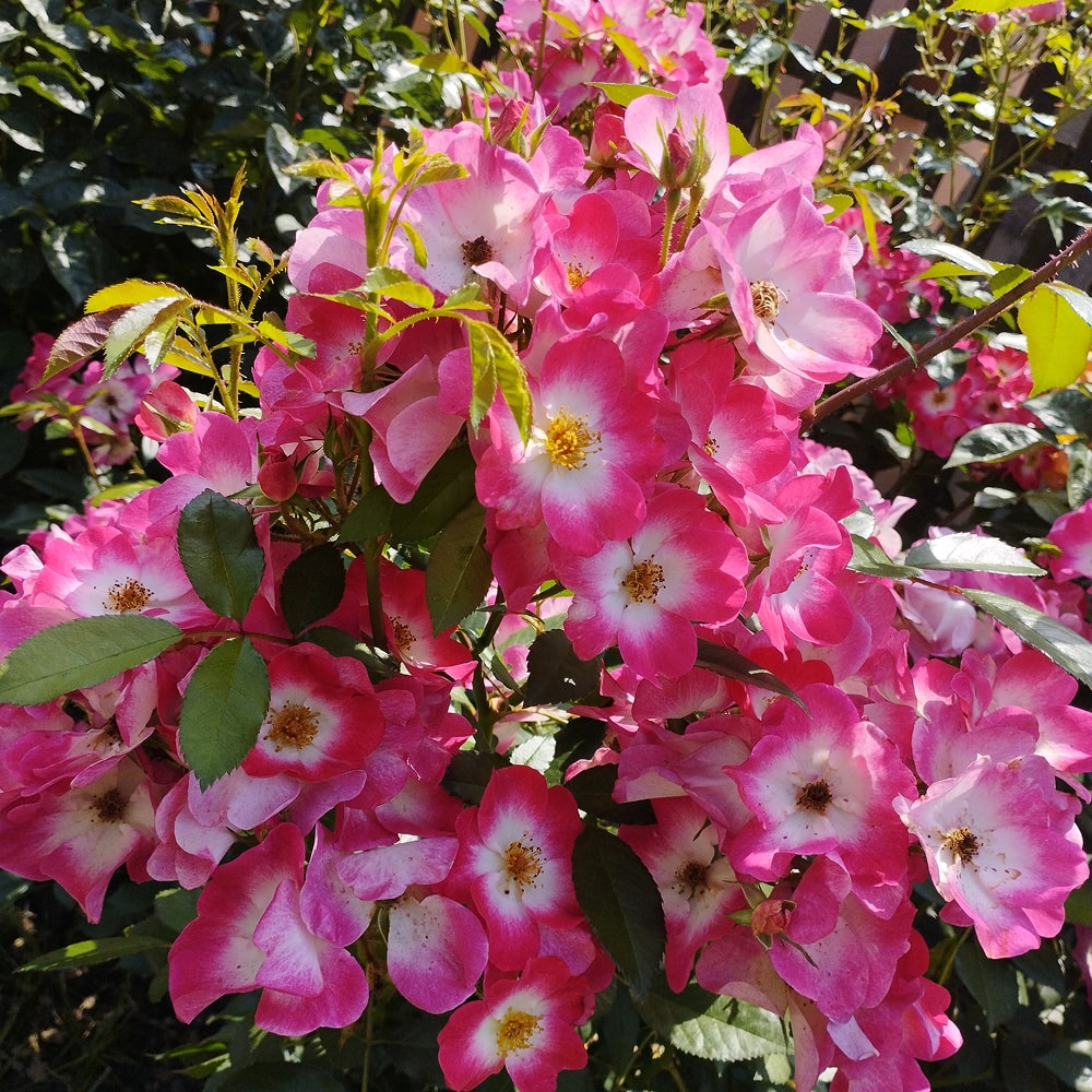 Букаву (Bukavu)