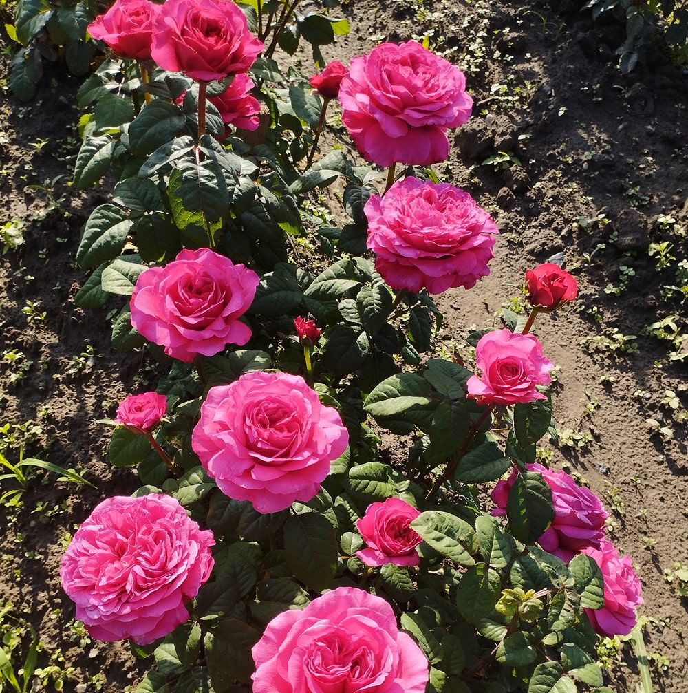 Принцеса Кіші (Princess Kishi)