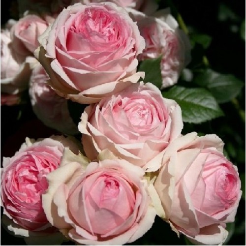 Троянда англійська Ферст Леді