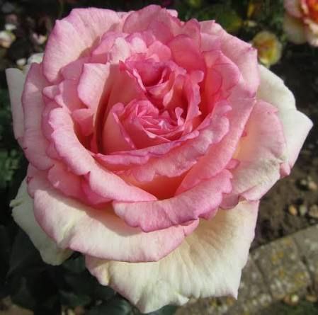 Сувенір де Баден-Баден (Souvenir de Baden-Baden)