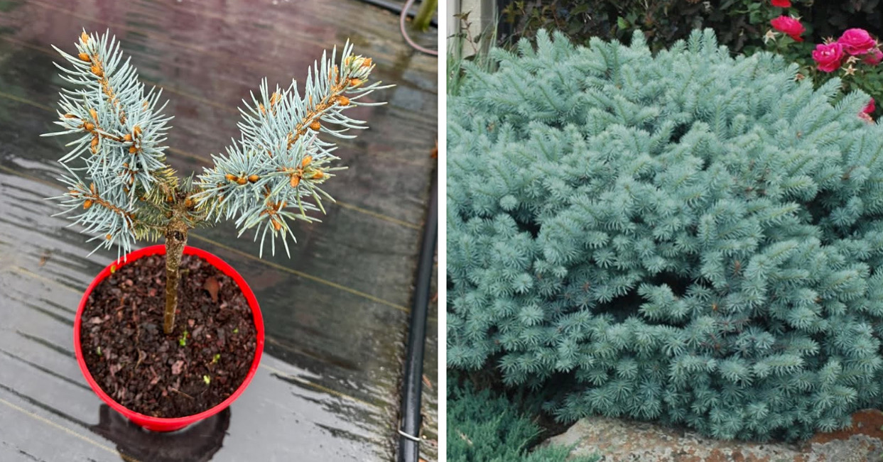 Ялинка монгомері 5 л