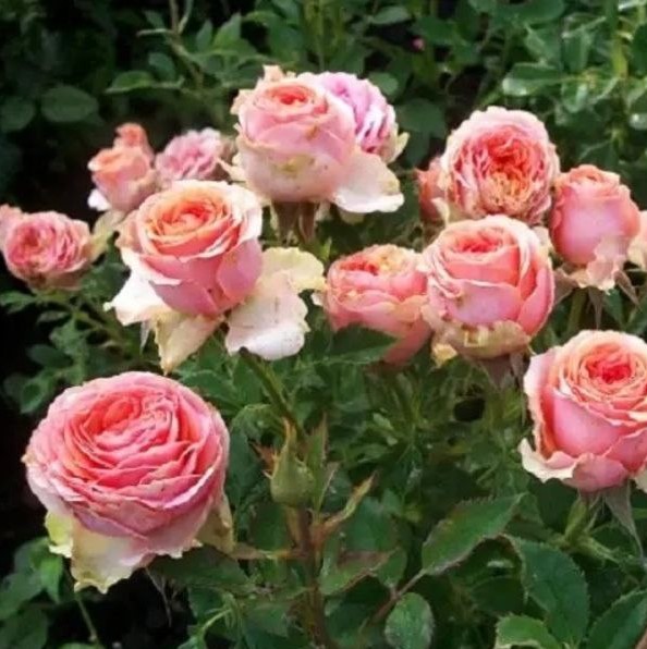 Тереса (Teresa)