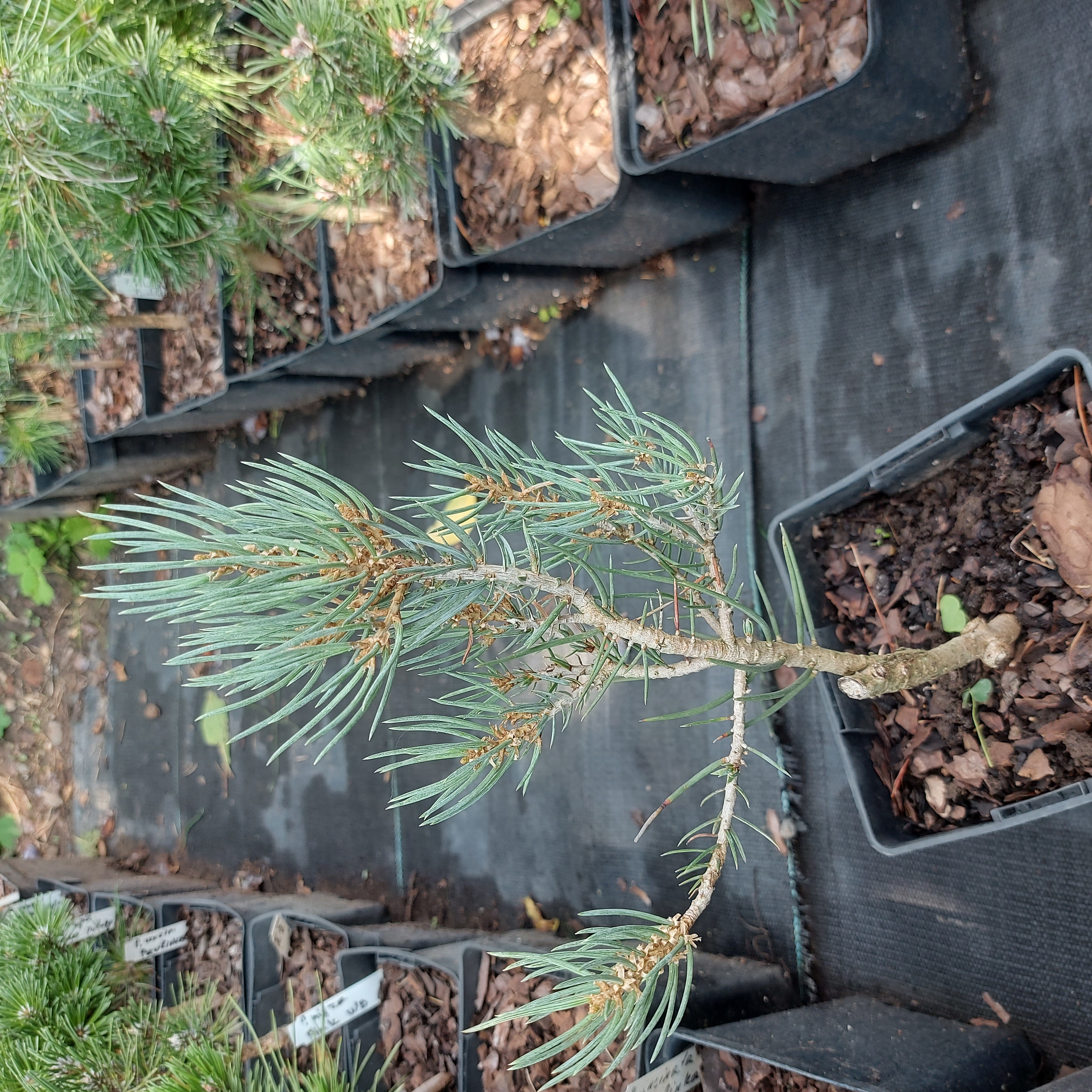 Pinus monophylla 'Tioga Pass'