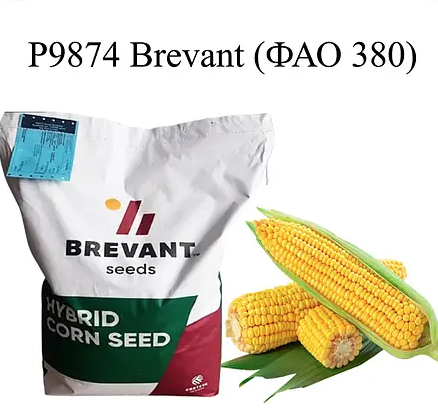 Насіння кукурудзи Р9874 Бревант ФАО 380 Кукурудза високої врожайності