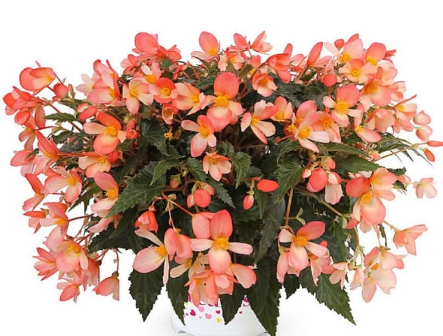 Бегонія Waterfall Angel Soft Orange ( касетна розсада )