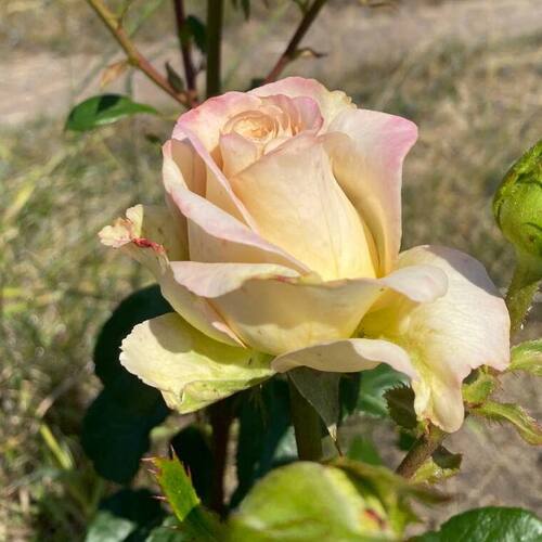 Astral - Астрал