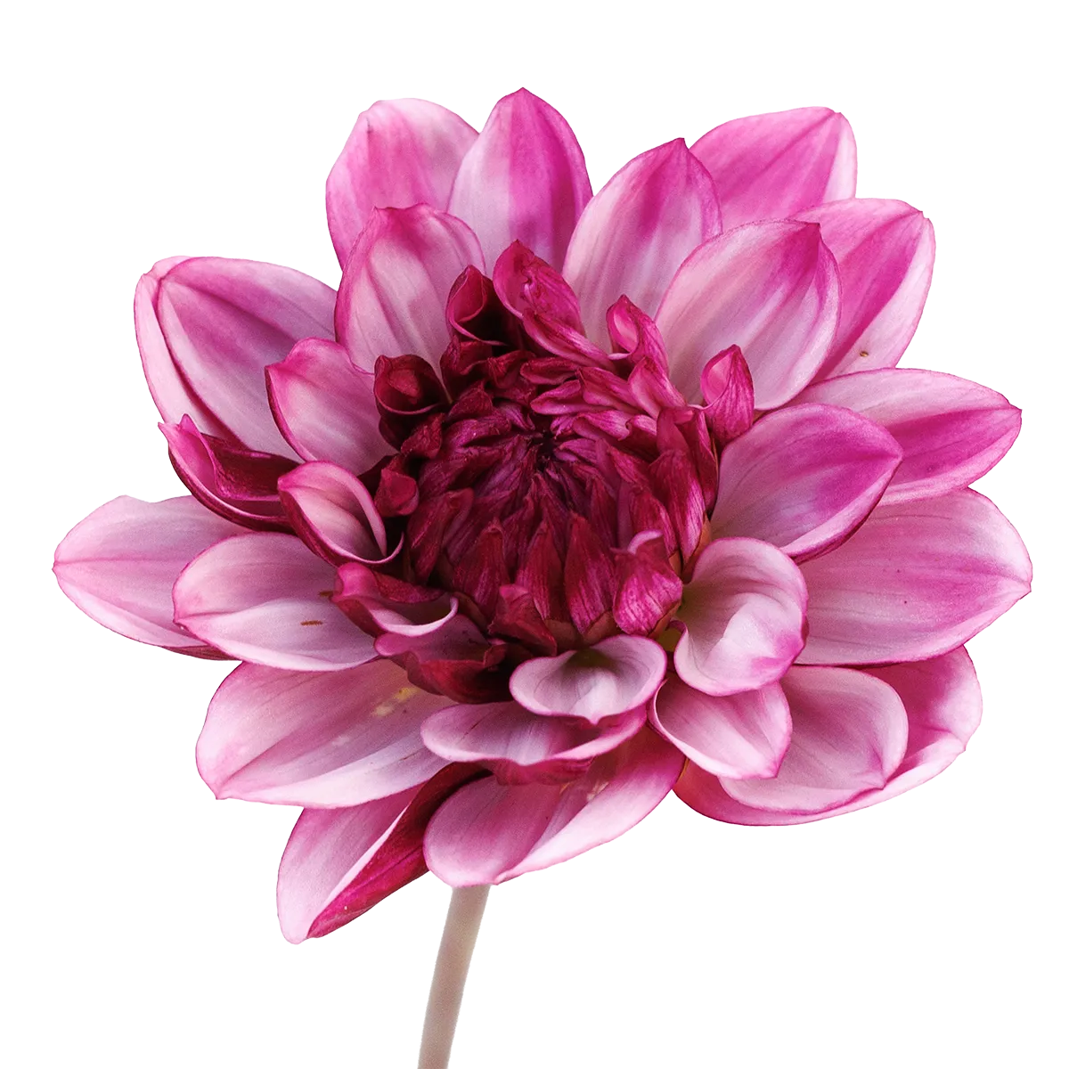 Crème de Cassis