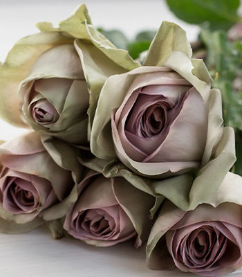 🌹 Троянда чайно-гібридна "Амнезія"