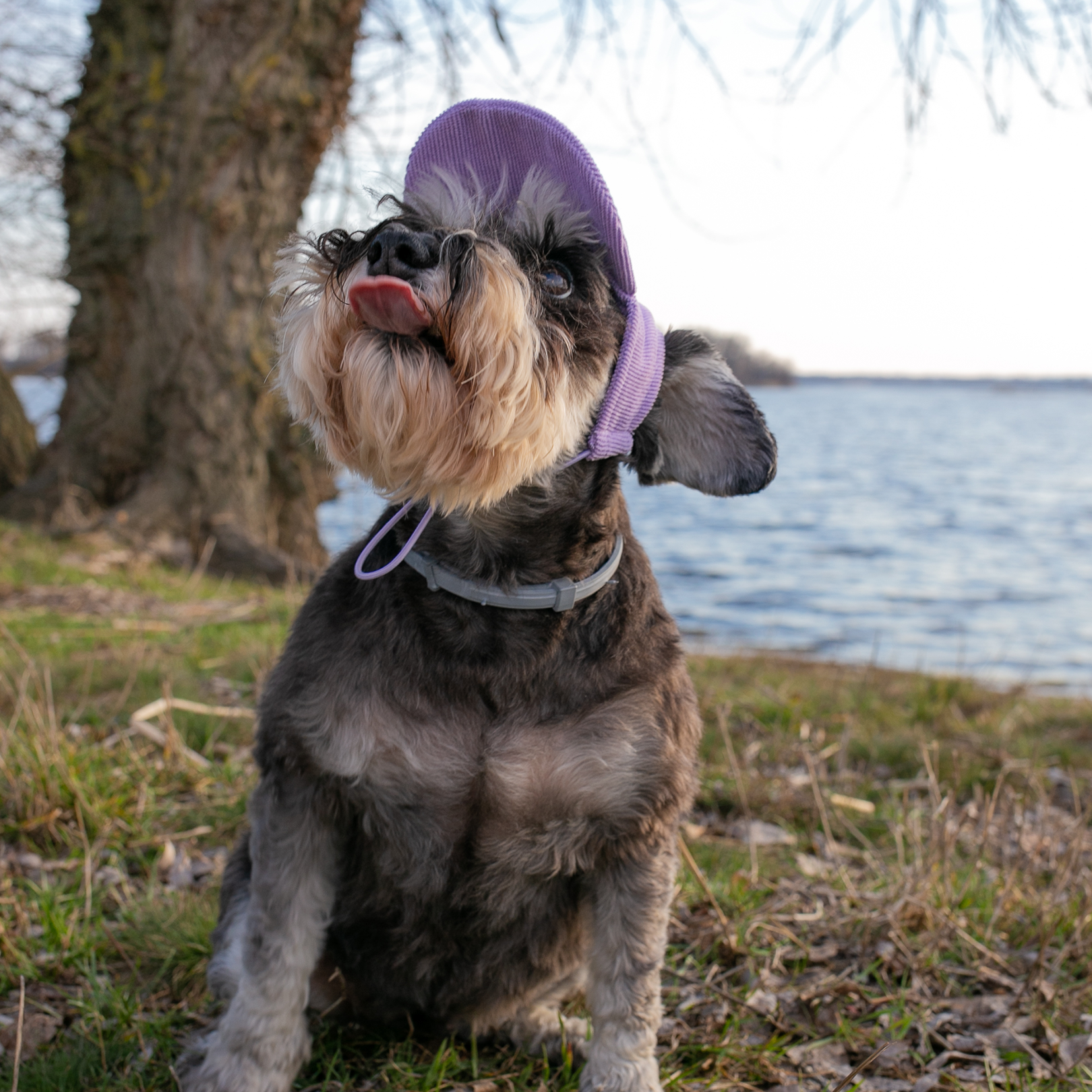 Кепка для собак Hat-Dog Лавандова вельвет