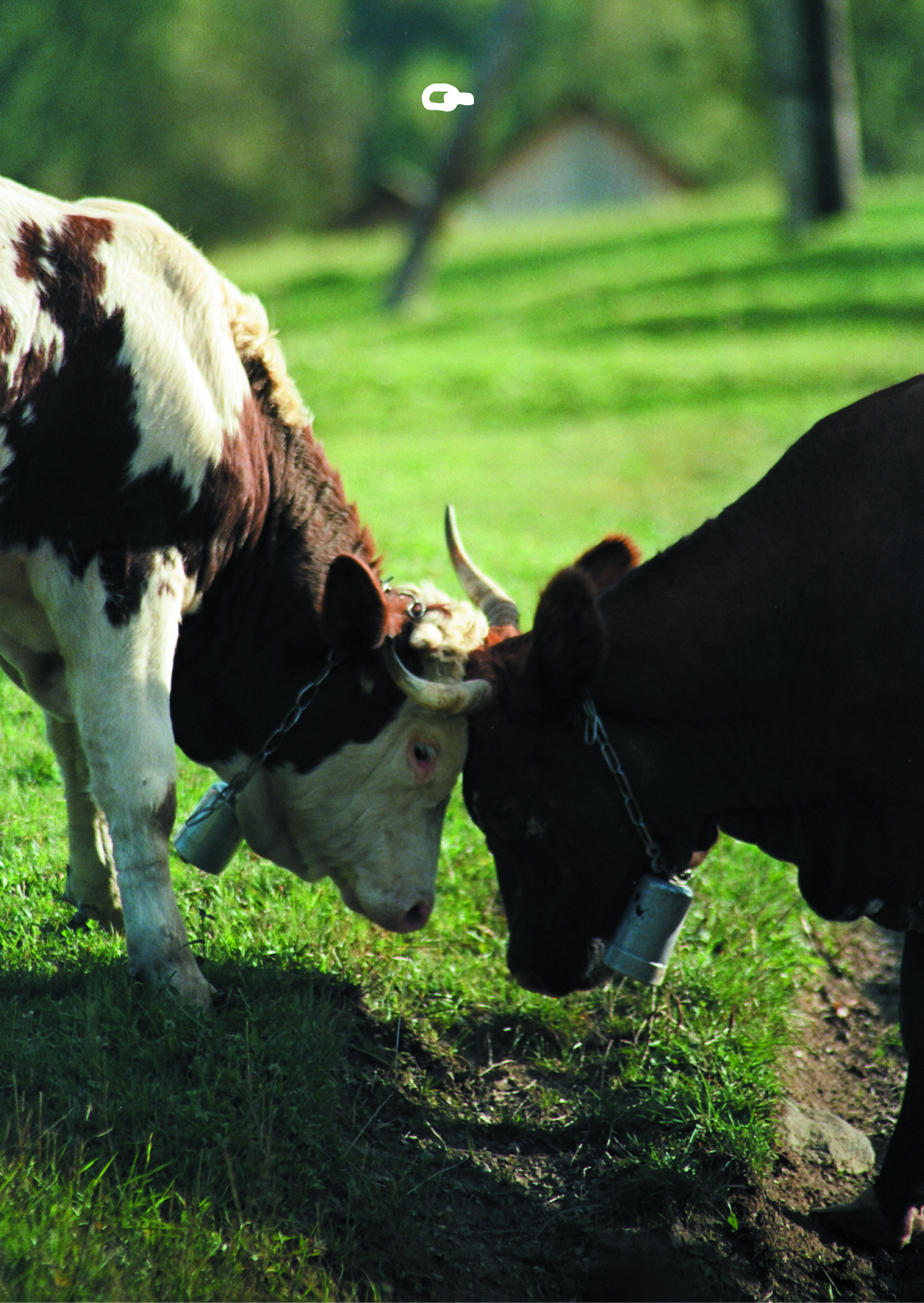 "COWS" Листівка Lantsugi x Денис Сорокін