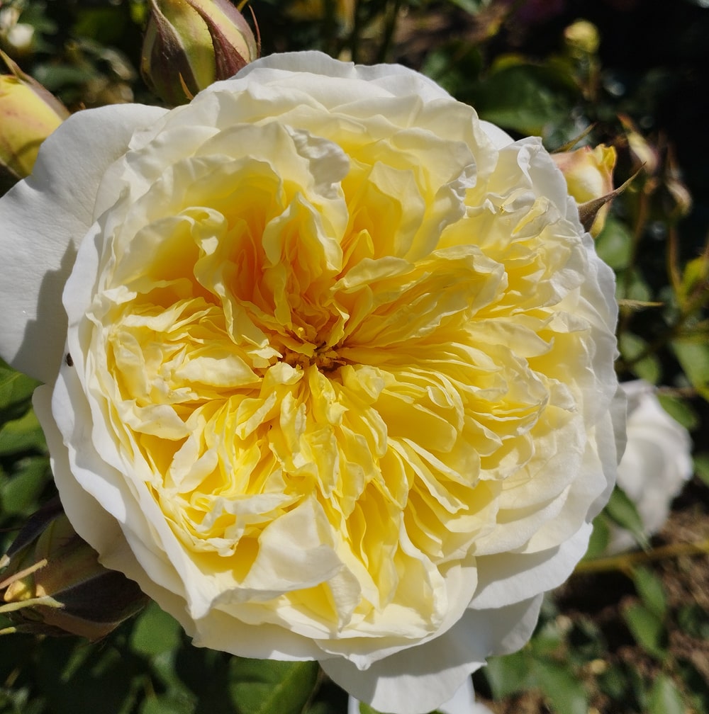 Пілігрим (Piligrim)