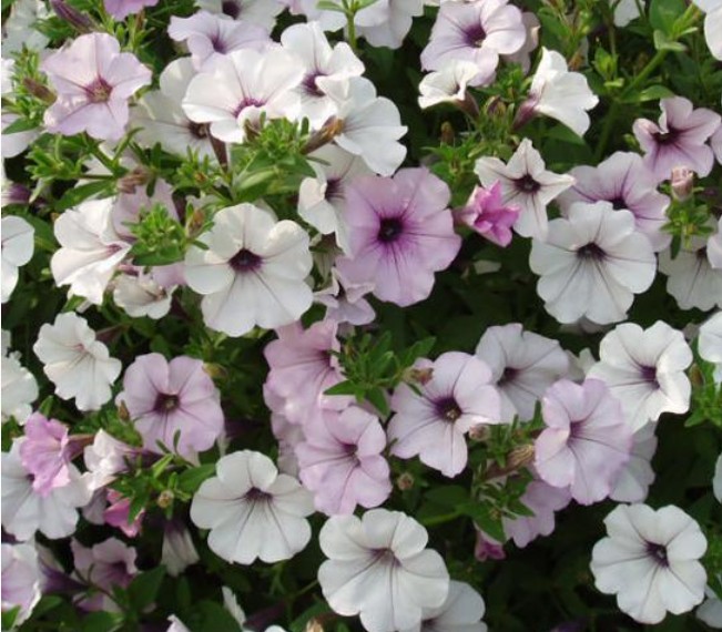 Петунія Тайдал  Wave Silver ( касетна розсада )