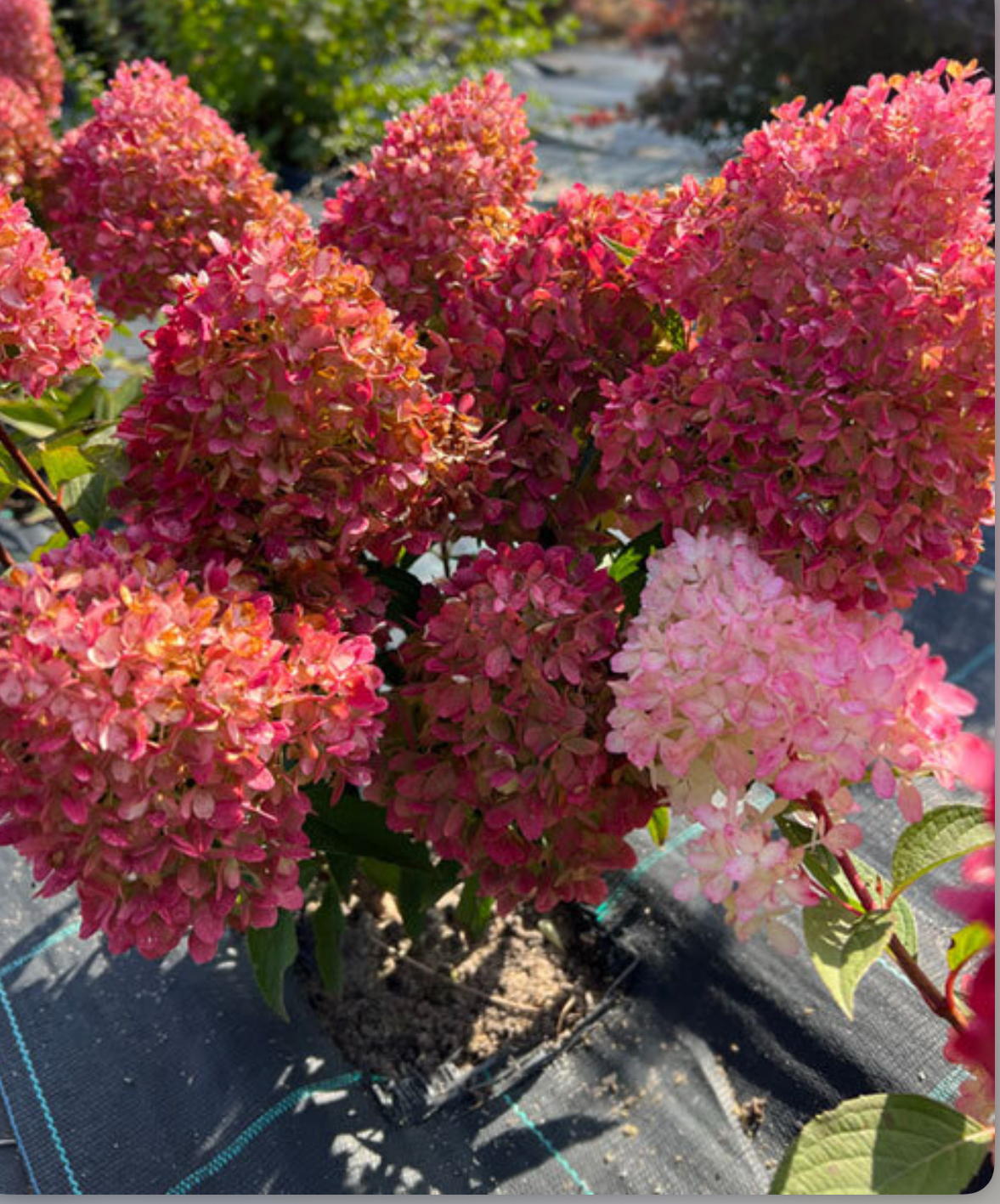 Гортензія петит флори 3 л 4 річна