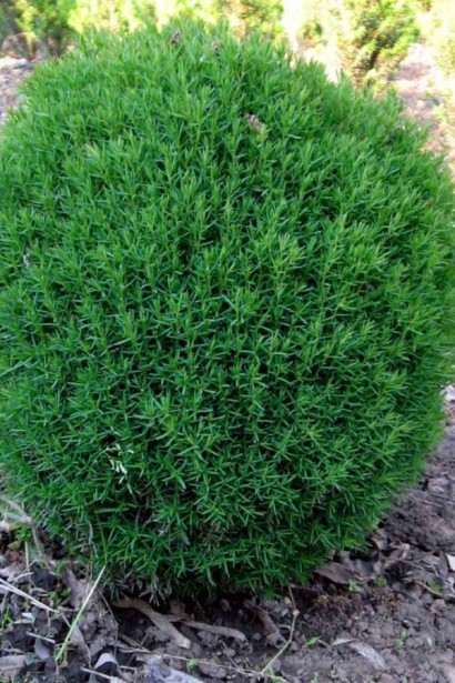 Туя Тедді в 2л. горщику