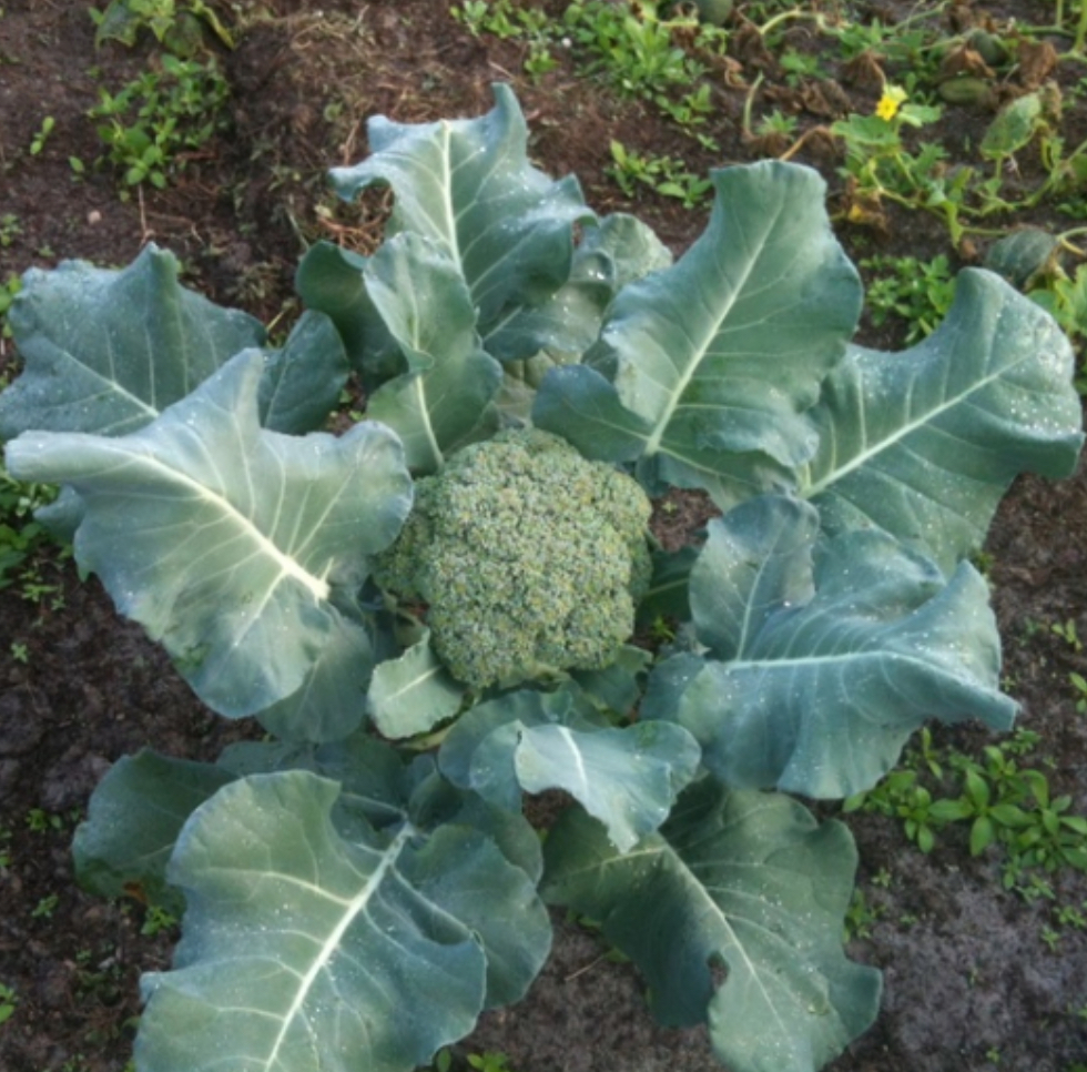 Капуста брокколі Калабрезе 0.5 г PL