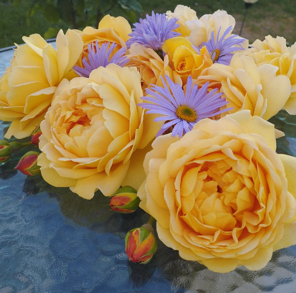 Голден Селебрейшн (Golden Celebration)