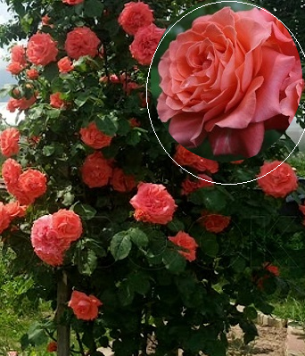 🌹 Троянда плетиста "Ді Ді Бріджвоутер"