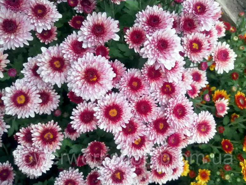 Хризантема Мультифлора Podium Pink Bicolor - в горщику