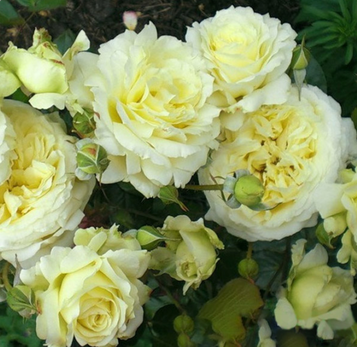 Троянда плетиста ельф 2р (ЗКС)