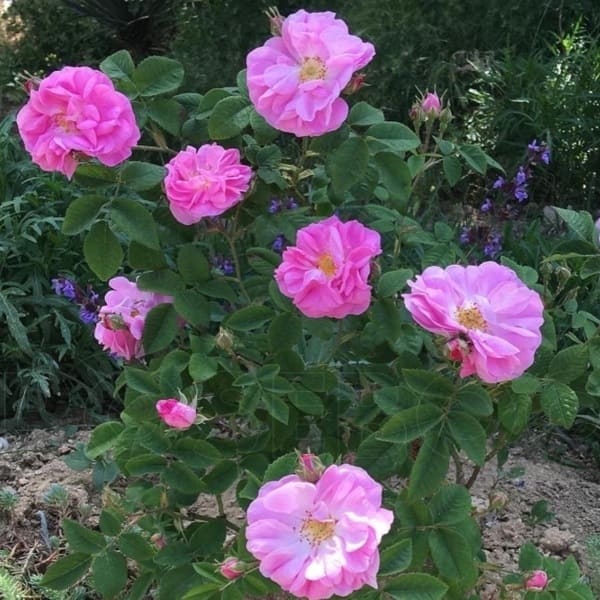 Райдуга — Raduga