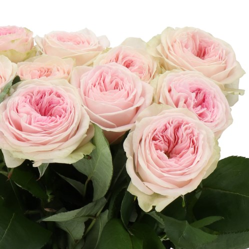 Балерина Саммерхаус (Ballerina Summerhouse)