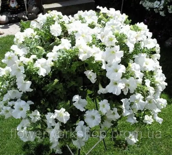 Петунія Surfinia White Morn (касетна розсада)