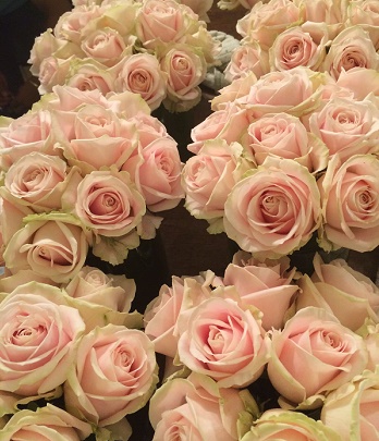 🌹 Троянда ч/г "Пінк Аваланж"