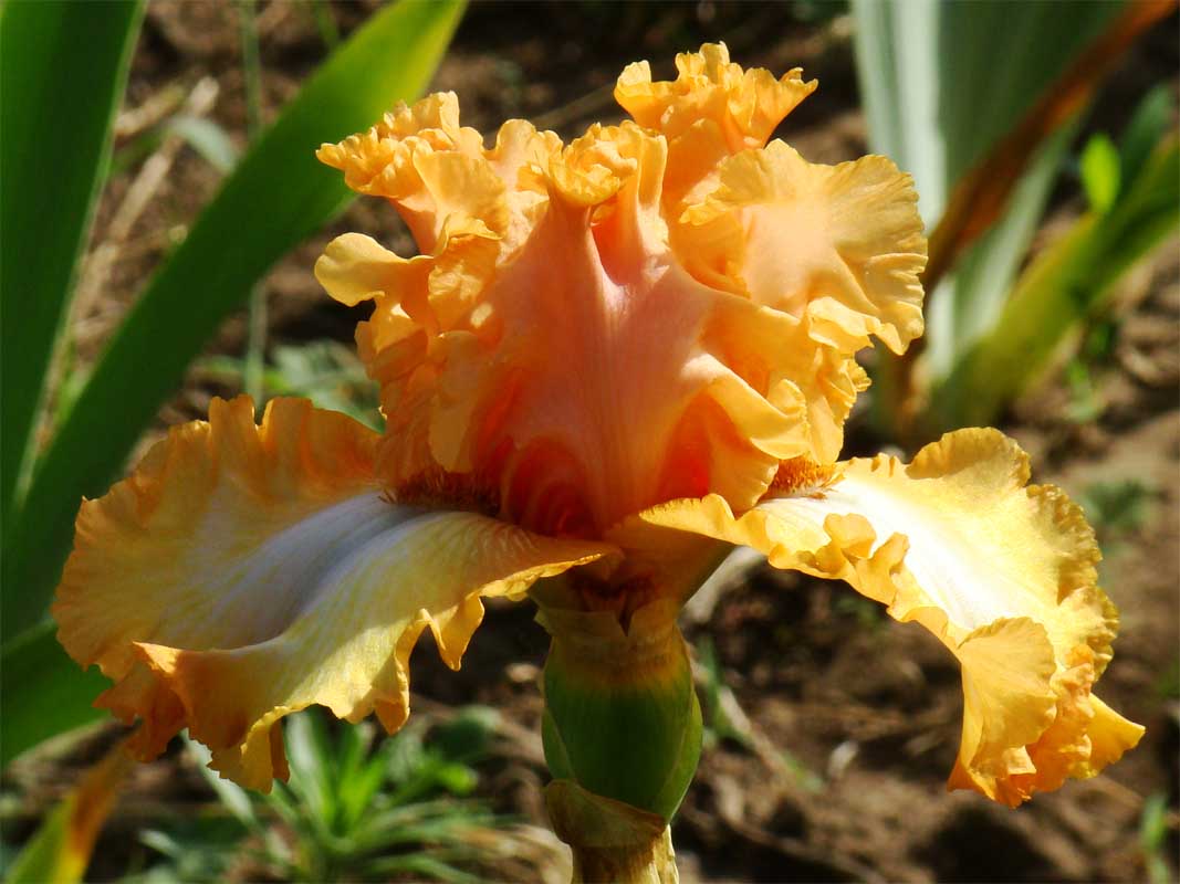 Belle de Provence/Бель де Прованс