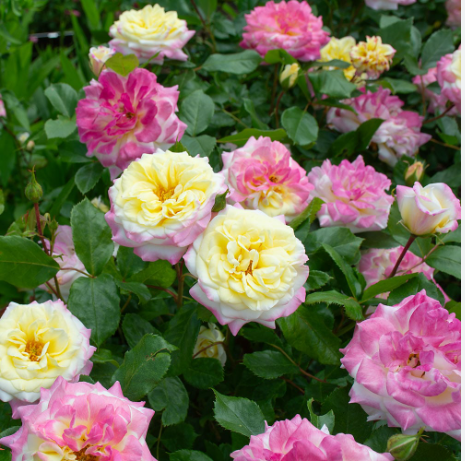 Music Box — М’юзік Бокс