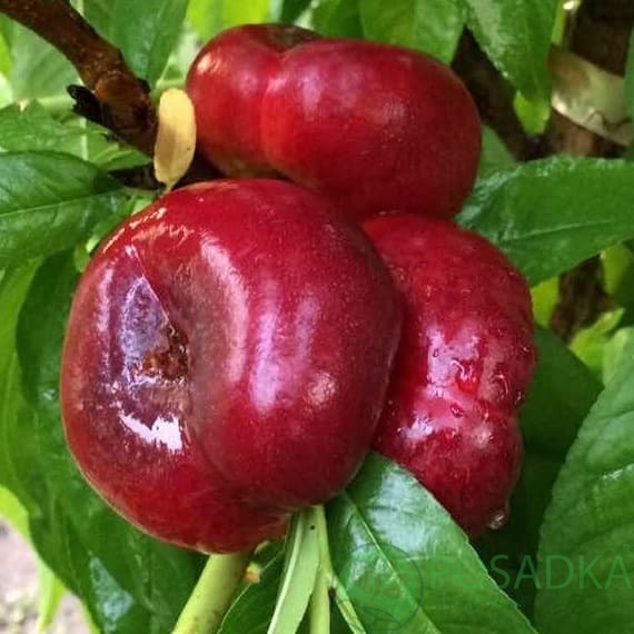 Нектарін інжирний Донат