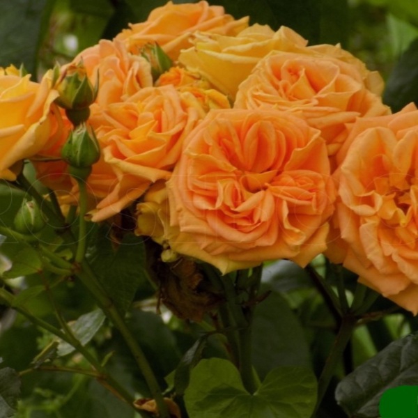 Таймлесс — Timeless