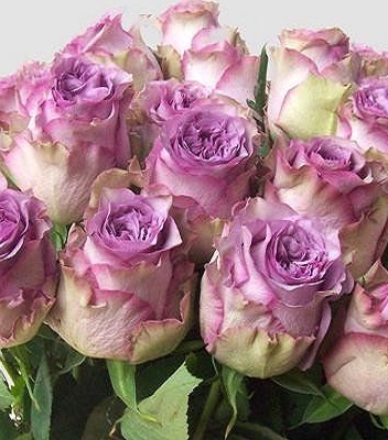 🌹 Троянда чайно-гібридна "Дольчетто" (Dolcetto)