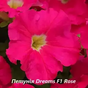 Петунія F1 Dreams Rose (касетна розсада)