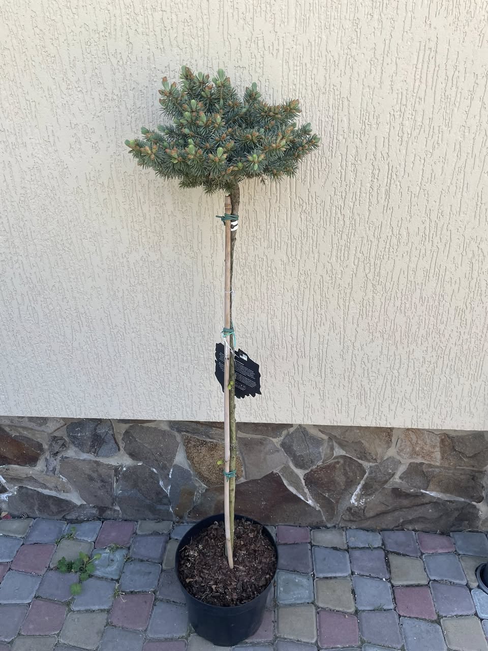 Ялина колюча 'Глаука Компакта' (Picea pungens 'Glauca Compacta')