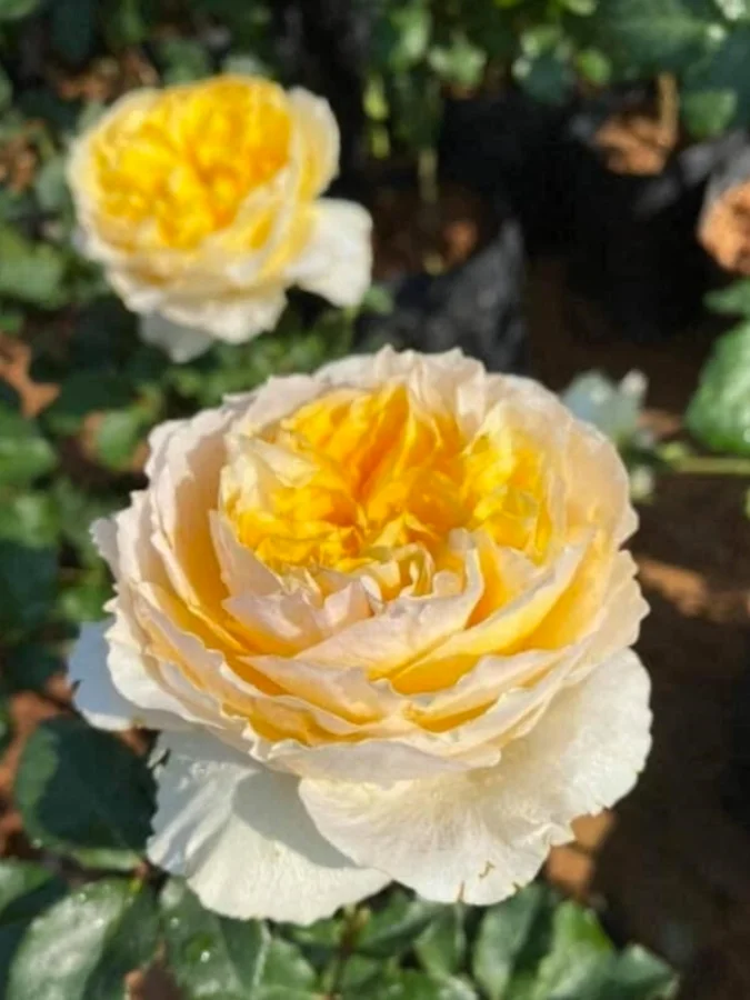 Троянда англійська Hyde Park