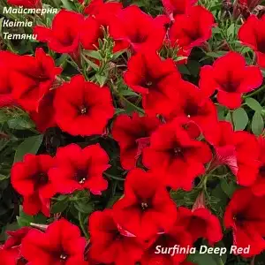 Петунія Surfinia Deep Red (касетна розсада)