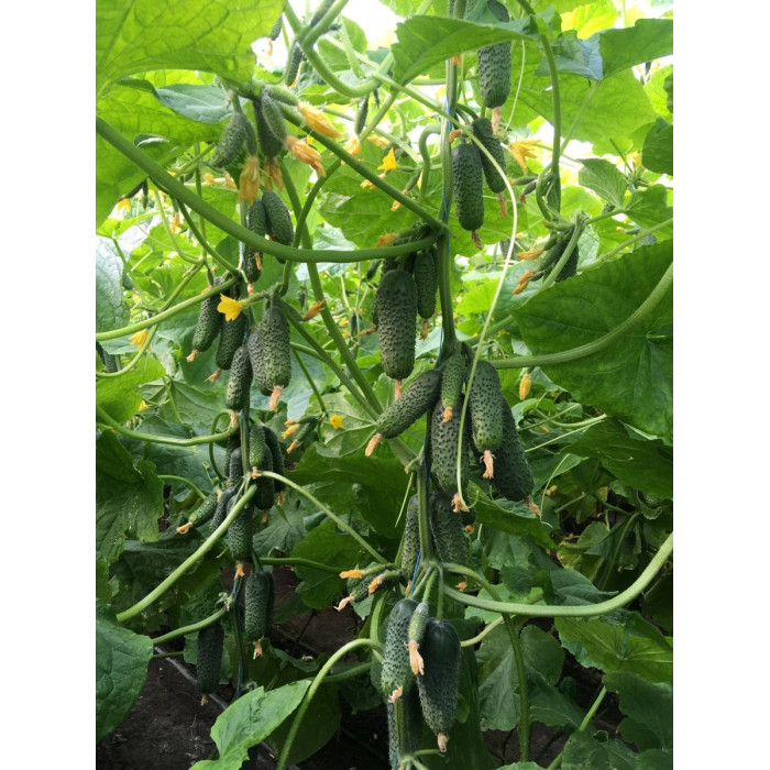 Огірок Мадейра F1 1000 нас