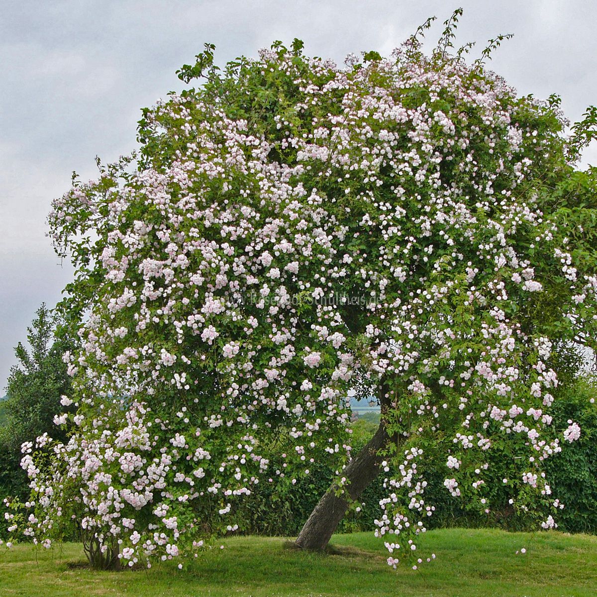 Полс Гімалайан Маск — Paul’s Himalayan Musk