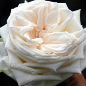 ВАЙТ О'ХАРА (White O' hara)