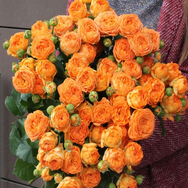 Оранж Трендсеттер — Orange Trendsetter