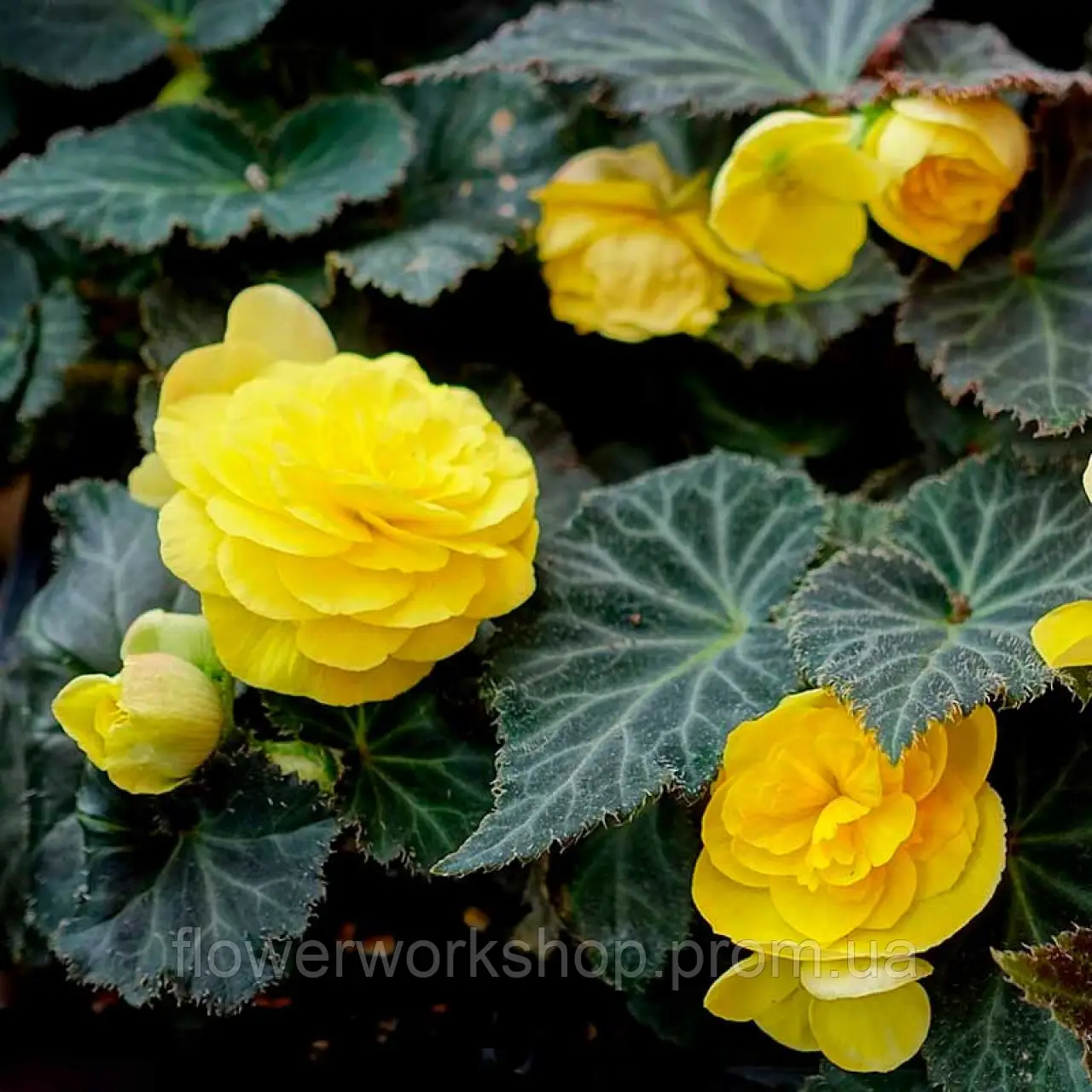 Бегонія Tuberhybrida Nonstop Mocca Yellow (касетна розсада)