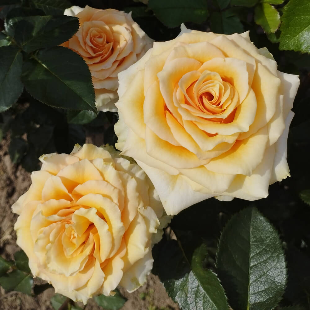 Косіма (Cosima)