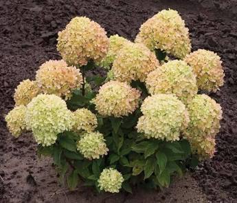🌸 Гортензія Літл Лайм (Hydrangea paniculata 'Little Lime')
