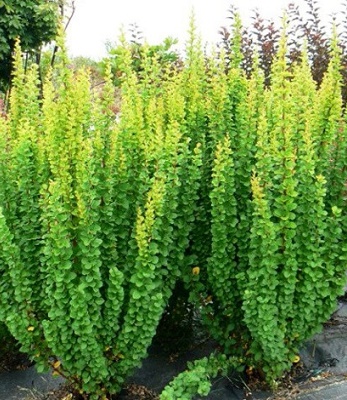 🌿 Барбарис "Erecta" (Berberis thunbergii "Erecta")