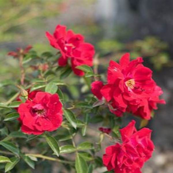 Ред Ругостар — Red Rugostar (ругоза)