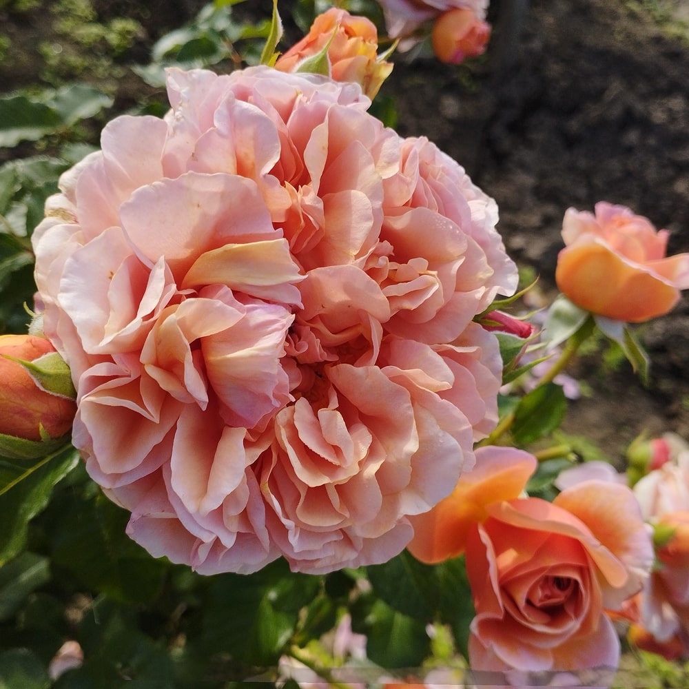 Бель д'Анжу (Belle d'Anjou)