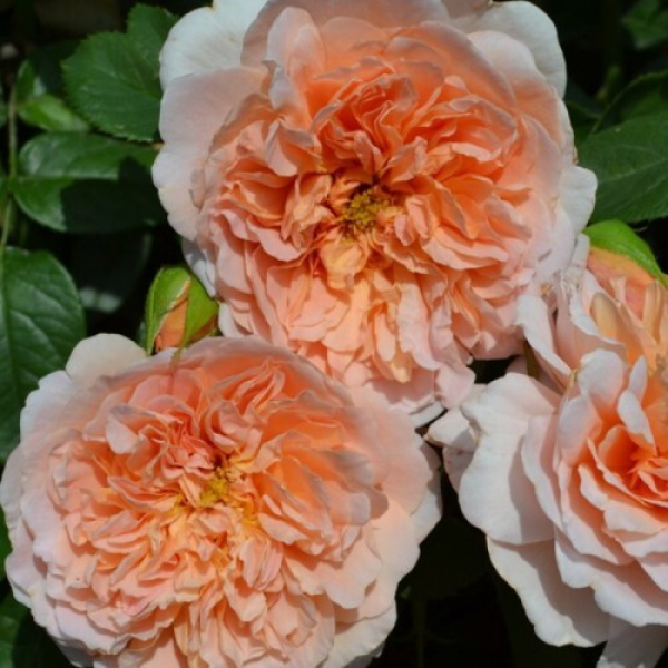 Ті Кліппер — Tea Clipper